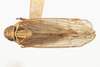 Habitus, dorsal view: (Observation).