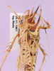 CollectionObject 1538533; 94120093-7ce5-4bf7-af44-9c8456aa3309: male, dorsal view (paratype). (CollectionObject).