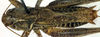 CollectionObject 1500486; df6cf2e8-72ba-4d8e-afbe-0b4ab0c4027d: male, dorsal view (syntype). (CollectionObject).