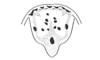 Leptomerinthoprora brevipennis Rehn, 1905: Fig. 2. male, tenth abdominal tergite and supraanal plate. (Otu).