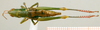CollectionObject 1537803; 308dcdda-f231-4cd3-9e10-4896fba240dd: female habitus dorsal view (paratype). (CollectionObject).