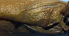 Cosmophyllum pallidulum Blanchard, 1851: male stridulatory area (Chile). (Otu).