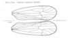 Forewing on [Delphax] conspicua Horváth, 1904: (Observation).