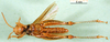 CollectionObject 1501260; 35b25b82-8138-4bf0-beb5-83bc1de53f01, DORSA BT000203S01: male, ventral view (holotype). (CollectionObject).