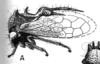 Habitus, lateral view on Cyphonia pygmaea Sakakibara, 1968: (Observation).