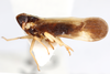 Habitus, lateral view on Distantinus fuscipennis (Muir, 1919): (Observation).