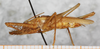 CollectionObject 1532390; NMW 25821, d93704f0-4f1b-473c-95b2-75fb89461e23: male, lateral view (neoallotype). (CollectionObject).