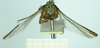 CollectionObject 1587049; 91de315b-9534-47c6-9614-b773203582d8, NHMUK010924793: female, frontal view (paralectotype). (CollectionObject).