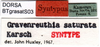 CollectionObject 1502474; e615eb80-73a9-491b-bb3a-a68bae7dd4f2: labels (syntype). (CollectionObject).