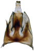 Pygofer, dorsal view on Andanus raunoi (Zanol, 1993): (Observation).