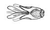 Aucacris bullocki Rehn, 1943: Fig. 28. male, cingulum and endophallus, dorsal view. (Otu).