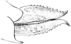 Platythorus toltecus (Saussure, 1861): Fig. 162. female, ovipositor, lateral view. (Otu).