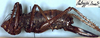 CollectionObject 1531935; c164e09d-2eb4-400b-bb5c-6011ae245290: female, lateral view (holotype). (CollectionObject).