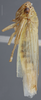 Habitus, lateral view: !! display not done !! on Cofana spectra (Distant, 1908): Lateral. (Observation).