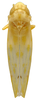 Habitus, dorsal view: Habitus (MSU collection). (Observation).