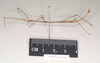 CollectionObject 1561742; NHMUK(SF IMPORT DUPLICATE) 845008, fc9b17cc-94ea-4e9b-a418-45edf38a4f23: copyright Natural History Museum, London. male, lateral view (holotype). (CollectionObject).