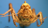CollectionObject 1538363; 739e4980-9024-4c8b-87fa-489d42f129f6: female, frontal view. (CollectionObject).
