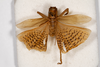 CollectionObject 1531186; e04f7a0b-13fb-4226-8f68-be21aa9d350a: male, dorsal view (syntype). (CollectionObject).