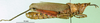 CollectionObject 1501824; e2756f69-a9e4-4023-b5df-bd39d4037a5b: male, lateral view (paralectotype of Taphronota vinacea, according to Kevan not conspecific with type of vinacea but rather subverrucosa). (CollectionObject).