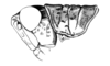 Jivarus alienus (Walker, 1870): male, head and pronotum, lateral view. (Otu).