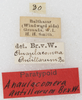 CollectionObject 1533004; 1009c955-1ab2-42f7-87ad-0a1f58a17cbd: labels (syntype). (CollectionObject).