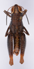 CollectionObject 1535848; 1c59940d-b829-46b1-9bf3-8d9c2df4ac33: male, dorsal view. (CollectionObject).