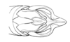 Zygoclistron trachystictum Rehn, 1905: Fig. 51. male abdomen tip, dorsal view. (Otu).
