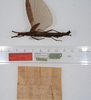 CollectionObject 1562392; abaa87b7-baa2-468f-b2ff-49941447bd88: copyright ZMUH, Hamburg. female, dorsal view (holotype). (CollectionObject).