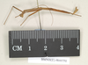 CollectionObject 1561507; NHMUK(SF IMPORT DUPLICATE) 844550, 27bdf160-5f2c-4711-8869-27110b81d67d: copyright Natural History Museum, London. male, lateral view (syntype). (CollectionObject).