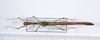 CollectionObject 1590097; af7e167e-363e-429a-845b-30938c26dd53: copyright MNHN, Paris. male (holotype). (CollectionObject).