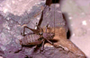 CollectionObject 1576960; 70b997d1-dff8-44ca-958f-6aebfed6bbf6, CH6265: male. (CollectionObject).