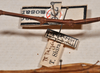 CollectionObject 1561182; ca722f59-5ae0-4d4f-8225-88a048e4085c: copyright NTUC. male, data (syntype). (CollectionObject).