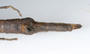 CollectionObject 1591896; acb19454-91fe-4db1-8508-ffc928ca2afd: copyright USNM, Washington. female end of abdomen, dorsal view (paratype). (CollectionObject).;CollectionObject 1591897; d1971875-9839-4678-8b9d-2ea18fbdd7eb: copyright USNM, Washington. female end of abdomen, dorsal view (paratype). (CollectionObject).