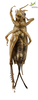 CollectionObject 1849078; Unioeste Cascavel SAOP-165, a4c7b942-a90e-4c6b-833f-f41f84ad57ff: Female. Ventral view. (CollectionObject).