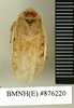 CollectionObject 1572911; fe19bca1-740d-4293-8a9c-124918b71978: Copyright Natural History Museum, London. Non-type (adult male) in BM(NH). Dorsal view. (CollectionObject).