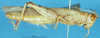 CollectionObject 1580273; d0d43e0c-8af7-4266-af46-73d76eee5562: male, lateral view (paralectotype). (CollectionObject).