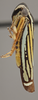 Habitus, lateral view on Caribovia constans (Walker, 1858): Lateral. Yellow color variation. (Observation).