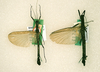 CollectionObject 1561290; 34cc1e8d-f280-4f58-a998-a586a1ba7519: copyright RMNH, Leiden. male of synonym Presbistus carunculifer (holotype), female (paratype). (CollectionObject).