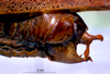 CollectionObject 1516181; a68823fd-f097-47a2-ab62-30e8185fb893: male cerci (syntype). (CollectionObject).