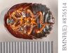 CollectionObject 1552824; NHMUK(SF IMPORT DUPLICATE) BMNH(E) 876514, eb1c8b59-0379-495e-8297-f820766c55e3: Copyright Natural History Museum, London. Syntype female of Pseudoglomeris magnifica, ventral view. (CollectionObject).