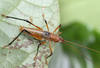 CollectionObject 1479588; 717ca7e9-6b04-449a-915d-019c0410d993, cbt017s06: photo staged during day. male (paratype). (CollectionObject).