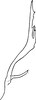 Pygofer, dorsal view: Pygofer, dorsal view. (Observation).