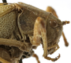 female pronotum, lateral view. Depicts CollectionObject 1541910; 48fe07fc-7733-4901-831c-29b59744a615, a CollectionObject.