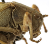 CollectionObject 1541910; 48fe07fc-7733-4901-831c-29b59744a615: female pronotum, lateral view. (CollectionObject).