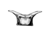 CollectionObject 1523832; 9ea490fb-3ab8-4eeb-863e-d47f6c019073: Fig. 10 (after type). male, cephalic portion of prosternum and prosternal process, ventral view. (CollectionObject).