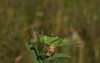 CollectionObject 1584991; b65ff475-6305-4d75-a6f8-7eb2730e9123: female. (CollectionObject).