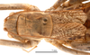 female head and pronotum, dorsal view (allotype). Depicts CollectionObject 1578321; f28a3073-360e-416a-9397-eb069276471a, a CollectionObject.