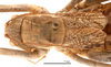 CollectionObject 1578321; f28a3073-360e-416a-9397-eb069276471a: female head and pronotum, dorsal view (allotype). (CollectionObject).