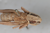 CollectionObject 1475708; 19fbc150-81d7-45ba-a036-b7db7fde2400: Male, #1, wings, dorsal view (syntype). (CollectionObject).
