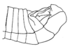 Diponthus crassus Bruner, 1910: Fig. 16 (specimen from Misiones, Argentina). male abdomen tip, lateral outline. (Otu).